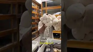 Giant Snake Eggs Discovered!!😳#shorts