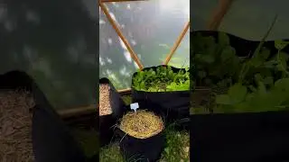 Take a look at this Smart Pot Garden living inside a Magnus Dome Greenhouse! #greenhouse #gardening