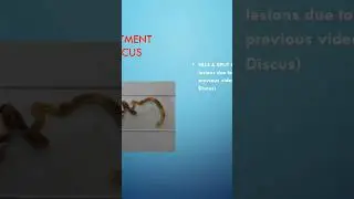 Discus disease HLLS and split fins