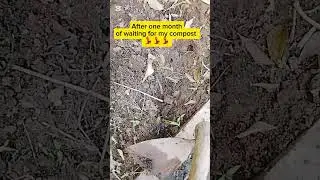 How to apply compost to plants 