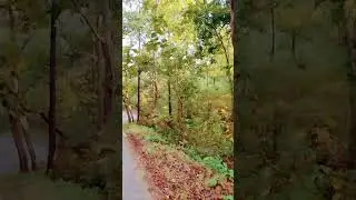 forest road.#travel #travelyoutuber #india #travelshorts #vlog #touristplaces#hiddenplaces #budget