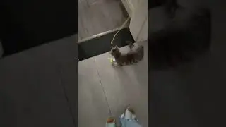 Cats creating unforgettable funny moments#FunnyCats #DailyPets #AnimalJoy #SillyFelines #Furry