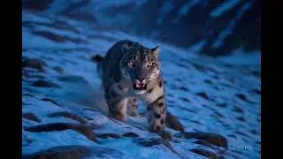 Himalayan Snow Leopard POV | The Stalk Before the Strike