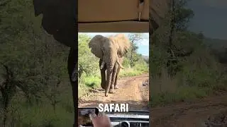 Insane Elephant Encounter - Close up at Pilanesberg Safrai - South Africa #shorts