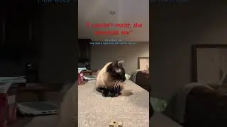 How does my cat have more self control than you. #edit #foryou #saawareness #women #rights #pets