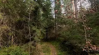 38min Valley of Blades Trailrun | through forests to Vogtland Arena | unedited ambience