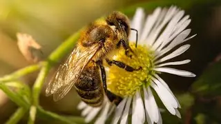 What Do Bees Do with Honey?🍯