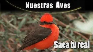 SACA TU REAL - Serie Nuestras Aves