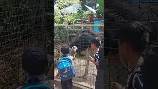 BIRD PARK JUNGLE BOOK