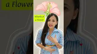 Whorls of a Flower | Caylx, Corolla, Androecium, Gynoecium | Biology | Fun Facts | NEET