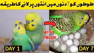 Australian Parrot Breeding Tips in Urdu / Budgies Breeding Progress / Kashif Birds Information
