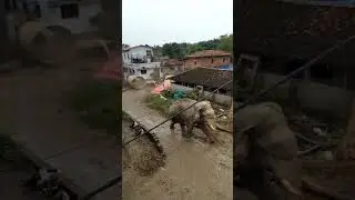 🐘 Musth is a condition unique to elephant bulls which means a dramatic rise in testosterone.