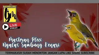 🔴Live Masteran pleci Ngalas Isian Kenari
