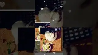 cute Honey Bunny friendship short😍😍