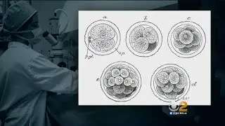 STEAM Sundays: Clinical Embryologist