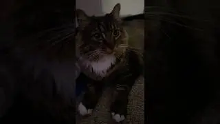 Asking my cat what he dreams about