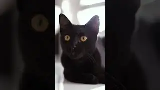 Signs of a curse from a mysterious black cat