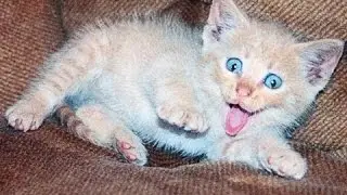 Funny Animal Vines 2016,cat scared with cucumber