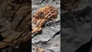 300,000,000 year old fossilized mud worms and horn corral #arizona #ancient #fossil