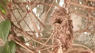 Bird&rsquo;s Nest at Home Garden | පැණි කුරුල්ලා (Pani Kurulla) Nest in Sri Lanka