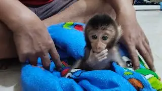 The nanny has prepared a name for the cute baby monkey.