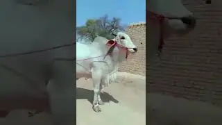 ❤️Sibbi walay❤️ #sibbi #sibbibull #sibbimelawinner #sibbilover #cowmandi