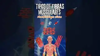 Types of muscle fibers