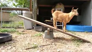 Simple Playground Equipment for the Goats