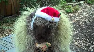 Teddy, the talking porcupine, wishes you a Merry Christmas!