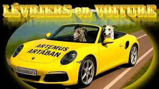 LEVRIERS EN VOITURE JAUNE : balade lac, SAV camping-car #campingcar #vanlife