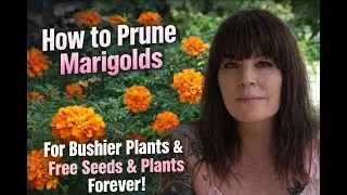How to PRUNE Marigolds / Bushier / Reseed / Free marigolds forever! #howtoprune #marigolds #deadhead