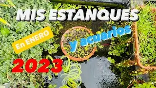 ❤️Estanques y acuarios Enero 2023