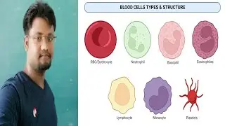 various form of RBC (size&shape) inclusion body
