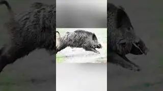 Huge Wild Boar Running in Jungle | Amazing Wildlife Moment 🐗 #wildboar #wildlife #junglelife