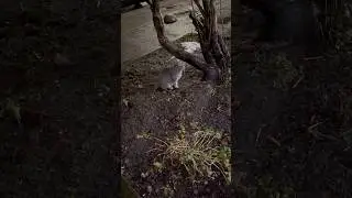 С Нео