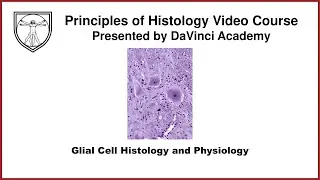 Glial Cell Histology and Physiology [Nervous System Histology 2 of 3]
