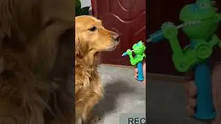 This is really funny 🤣 #shorts #youtubeshorts #trending #viral #enjoyindia #dog #toy #candy #play