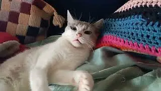 Hoje ela queria brincar 