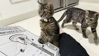 When Cardboard Becomes the Best Toy &ndash; Cats vs. Dogs 🐶😽📦