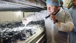UMDIS Mushroom growing and harvesting courses