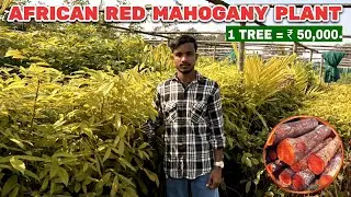 High Profit Timber Tree 🌳 African Red Mahogany Plants | Wholesale Nursery India @JarifGreenNursery