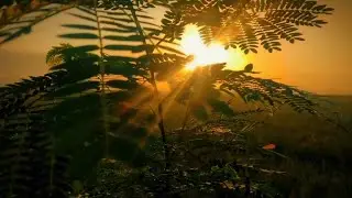 AESTHETIC VIDEO NATURE | Cinematik Alam.