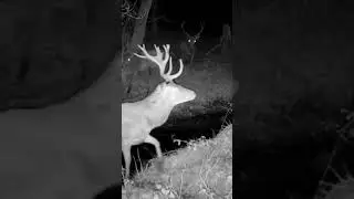 HUGE Stag lost his antler #zrzuty #antlers #deersheds #reddeer #shedhunt #trailcameras