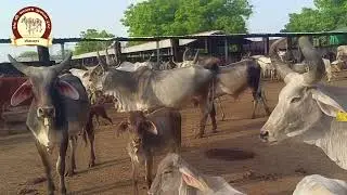 Sant Sree Sadaram Gaushala Bhesana