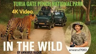Turia Gate Pench National Park safari,#wildlife #nationalpark #viralvideo