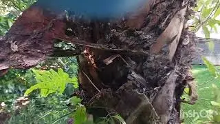 How to find white footed ants in Vero Beach