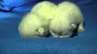 Cleopatra & Casablanca Fantasy Avalon, BRI a 33, females, one week old