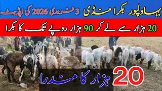 Bahawalpur Bakra Mandi February 2026 | 20K Se Bakray Start 😱 #bakra #mandiupdate #qurbani2026