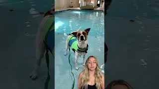 Summer dog MUST HAVES!