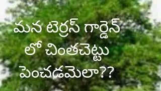 316- Growing Tamarind Tree In Terrace Garden From Seed-@RPM Garden